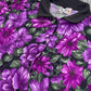 80’s Floral Retro Collared Blouse (L/XL)